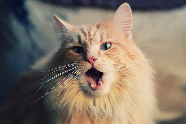 《从零到英雄:新手玩家的电竞成长之路》,从0到英雄