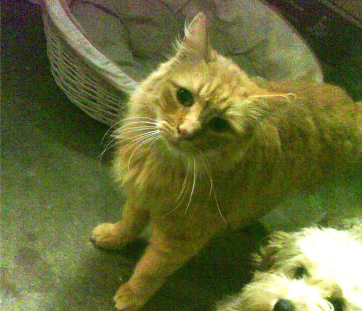 《2025年电竞直播市场,广告收入持续高增长》,电竞直播现状