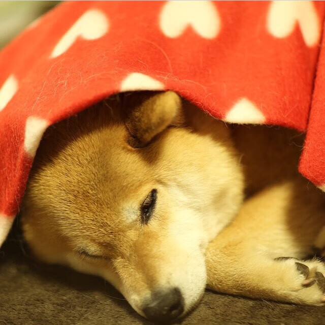 意甲战局:国际米兰领先,米兰双雄奋力追赶,意甲国际米兰首发